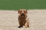 NORFOLK TERRIER 002